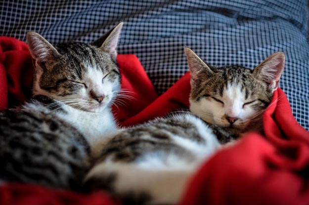 Sleeping-kittens