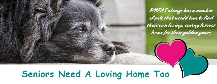 Adopt a Senior Pet