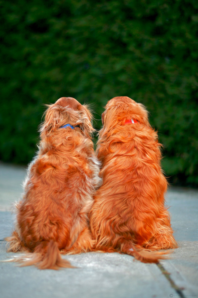 Springtime and Gardening Safety for Your 4-Legged Friends