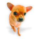 Keep our four-legged friends safe and healthy so we can enjoy their company! 