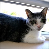 nick small.24972207 std