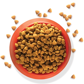 Change your dog or cats food gradually to prevent digestive upset!