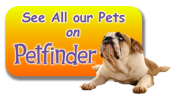 See all our pets at the Frontier Animal Society in Orleans, Vermont.