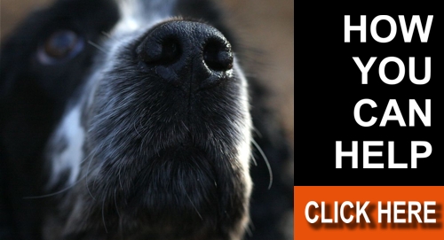 how-u-can-help-button-1