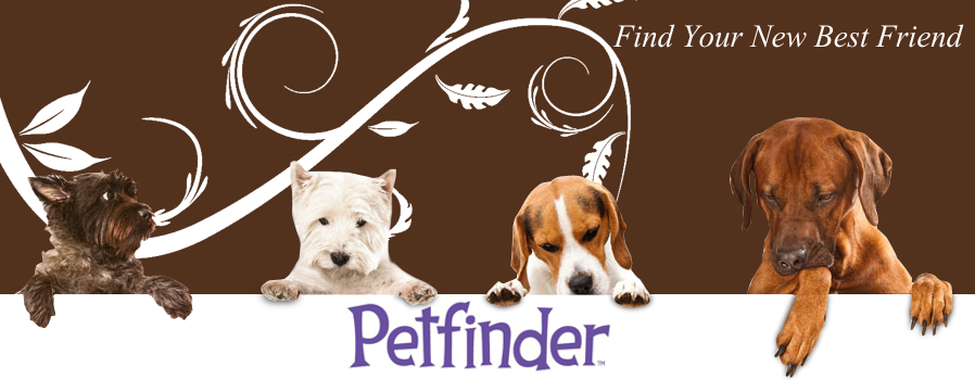 Adopt a new best friend